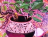 ayahuasca-chacruna-causai.jpg